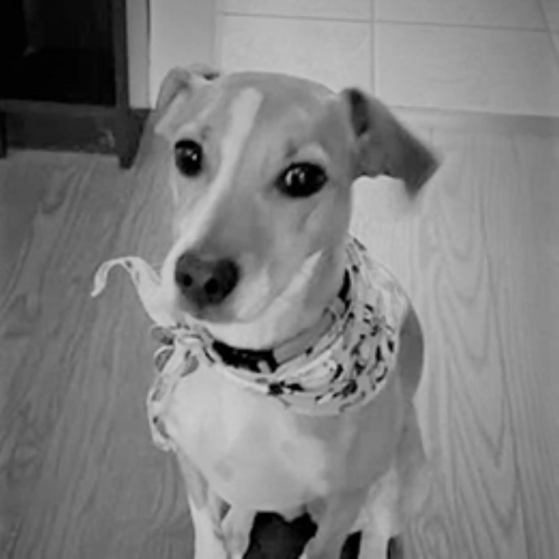 Picture of Ellie Lynn Sorrentino